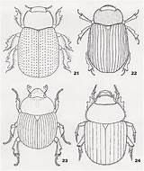 Beetle Coloring Dung Scarab Pages Bugs Colouring Egypt Kids Clipart Ancient Insect Egyptian Designlooter Craft Drawings Cute Book 533px 06kb sketch template