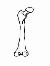 Bone Diagram Unlabeled Femur Bones Long Blank Skeleton Worksheet Anatomy Skull Without Ulna Human Labels Wikieducator Fill Radius Skeletal Yellow sketch template