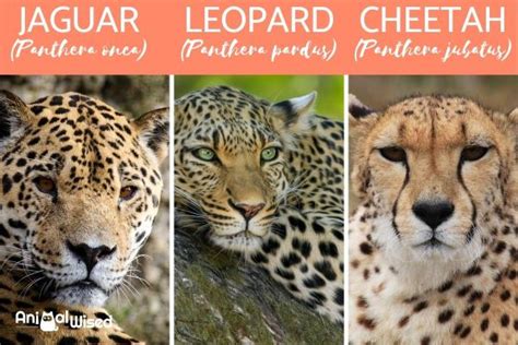 differences   jaguar  cheetah  leopard diet habitat reproduction