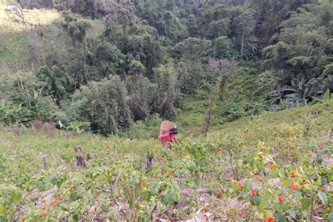 shifting cultivation    means  livelihood