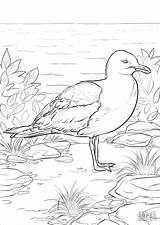 Coloring Seagulls California Drawing Pages Gull Flag Printable Coloringbay Paintingvalley sketch template