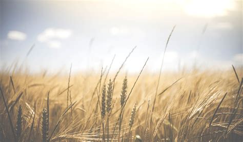 picture nature rural summer sun wheat agriculture cereal