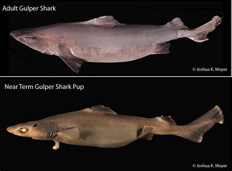 gulper shark fig  southern fried science