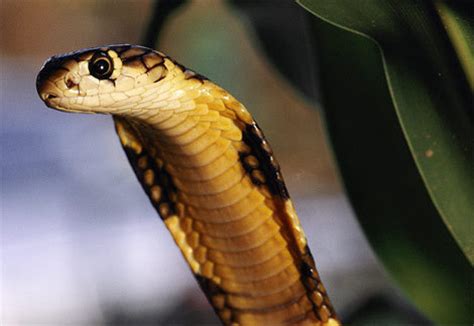 cobra snakes photo  fanpop
