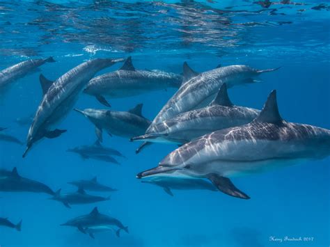 delfine foto bild unterwasser uw salzwasser natur kreativ bilder