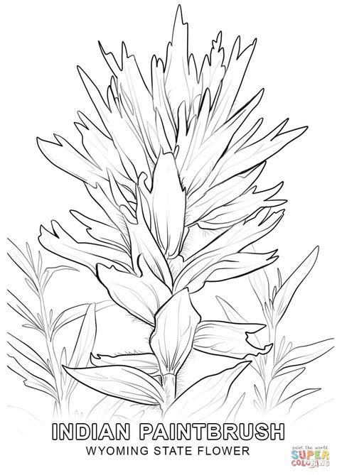 wyoming state flower coloring page  printable coloring pages
