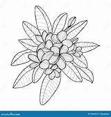 Plumeria Coloring Frangipani Flower Template Bouquet Background Designlooter Contour Drawings Sketch Vector 44kb 1300 sketch template