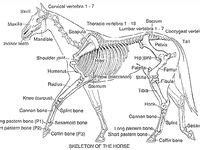 de  beste afbeeldingen van anatomie paard   anatomie paarden diergeneeskunde