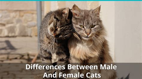 differences  male  female cats    cat genders