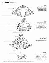 Anatomy Malbuch Luxus sketch template