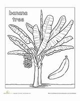Banana Tree Coloring Bananas Worksheets Pages Worksheet Plants Trees Fair Trade Colouring Education กล วย ภาพ วาด บทความ จาก Colors sketch template