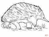 Echidna Coloring Pages Walking Printable Drawing Categories sketch template