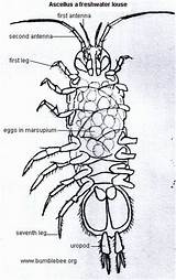 Woodlice Oceanica Ligia Aquatic Slater Common Sea Bumblebee Invertebrates sketch template