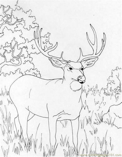 deer coloring pages coloring home