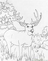 Hirsch Mammals Reh Whitetail Mule Muledeer sketch template