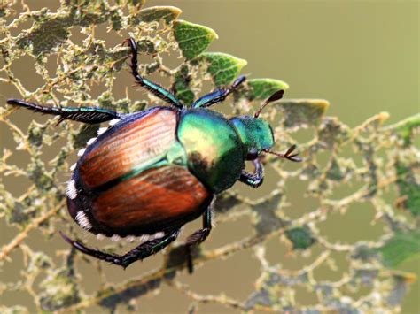 japanese beetle alert yard garden report