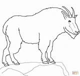 Coloriage Animaux Ziege Goats Pygmy Ausmalbild Imprimer Capra Nevi sketch template