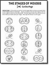 Meiosis Mitosis Worksheet Activity Phases Answer Key Cut Paste Activities Teaching School Critical Thinking Visit Teacherspayteachers sketch template