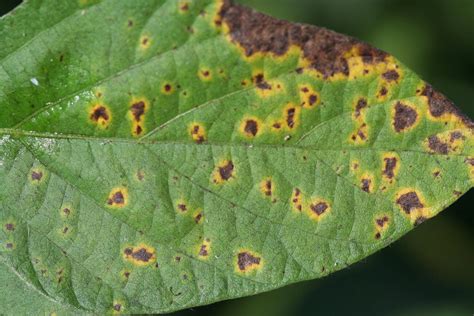 septoria brown spot soybean disease soybean research information