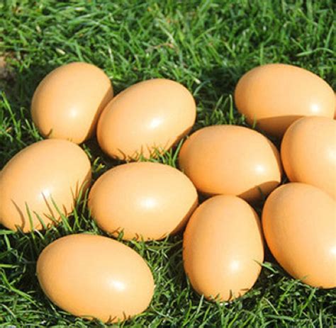 cheap faux eggs find faux eggs deals on line at