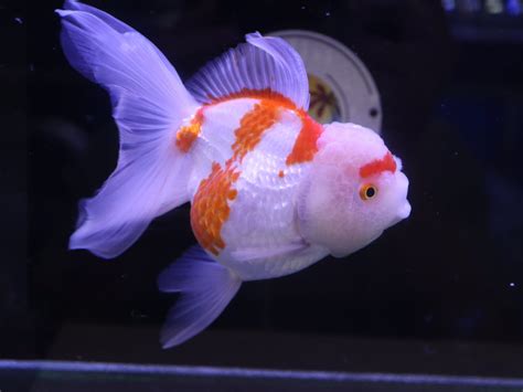 thai oranda   inches torw goldfish island