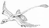 Archaeopteryx Coloring Designlooter Gliding Qilong Microraptor sketch template