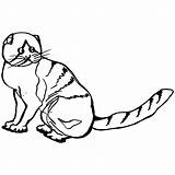 Scottish Fold Coloring Designlooter Colouring Number Print sketch template