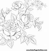Coloring Pages Realistic Flower Flowers Rose Color Printable Detailed Adults Jasmine Power Colouring Getcolorings Getdrawings Advanced Drawing Colo Colorings Beautiful sketch template
