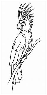 Cockatoo Coloring Palm Cockatoos Pages Coloringbay sketch template