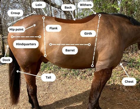 parts   horse horse anatomy  pictures equestrians guide farm house tack