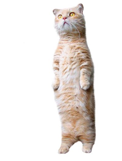 btakit standing cat