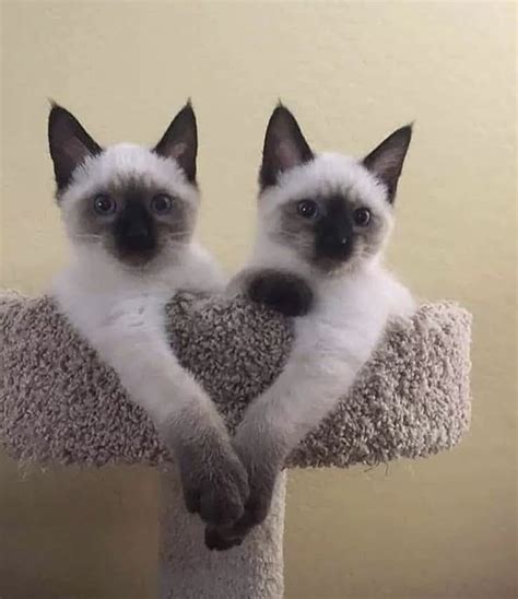 Solitaryfossil “good Morning Cute ” Cute Cats Siamese Kittens Cats