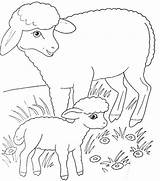 Sheep Coloring Pages Omaľovánky Farm Zvieratá Animal Print Book Coloringtop sketch template