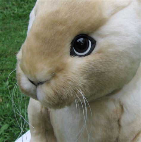 world  emmas bears latest design realistic bunny shape