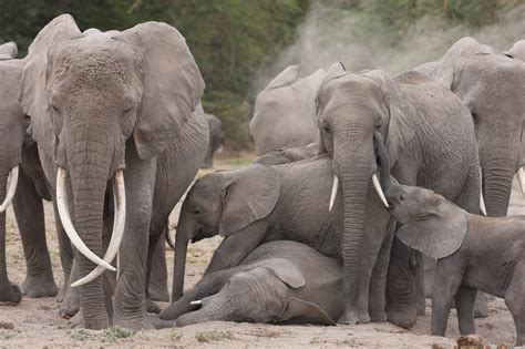 olifanten informatie vrienden van de olifant