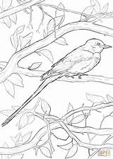 Flycatcher Coloring Tailed Scissor Pages Birds Drawing Categories sketch template