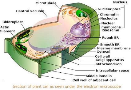 structure   plant cell science