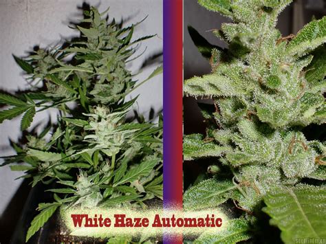 white haze automatic white label cannabis strain info
