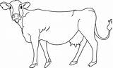 Cows Lineart Cattle Sweetclipart Rangoli Sketch Coloring sketch template