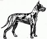 Coloring Dane Great Dog Pages Popular sketch template