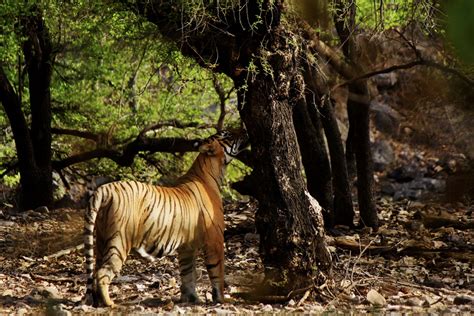 ranthambore national park famous for tigers travel