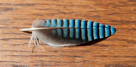 jay feather bird feather   jay united kingdom julian scott flickr