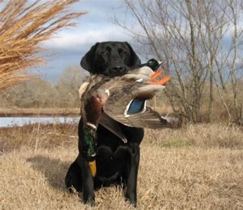 duck hunting pictures contest  full swing  outdoors