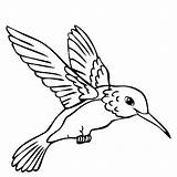 Bird Coloring Drawing Hummingbird Humming Visit Outline sketch template