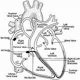 Heart Coloring Diagram Anatomy Pages Getcolorings Printable sketch template
