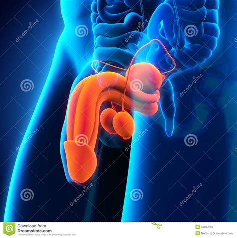 male reproductive system stock illustration image 43037256