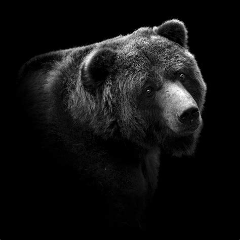 portrait  bear  black  white photograph  lukas holas
