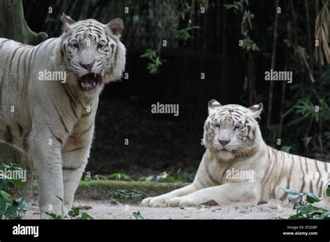 white tiger stock photo alamy