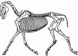 Horse Skeletal Tattoo Skeleton Drawing Wip Deviantart Getdrawings 5a10 Chest Halloween sketch template