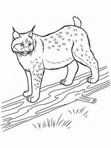 Lynx Coloring Pages Designlooter Animal 1000px 94kb sketch template